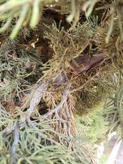 Juniperus californica