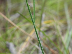 Tricoryne muricata