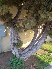 Juniperus californica