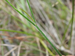 Tricoryne muricata