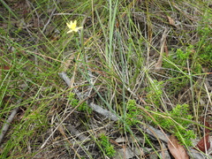 Tricoryne muricata
