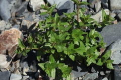Epilobium algidum