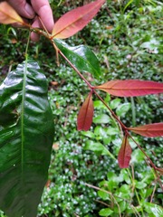 Guioa acutifolia
