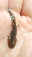 Hynobius unisacculus