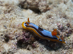 Chromodoris westraliensis