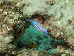 Hypselodoris brycei