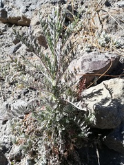 Descurainia myriophylla