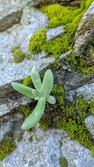Dudleya densiflora