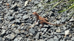 Ctenophorus caudicinctus