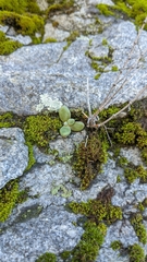 Dudleya densiflora