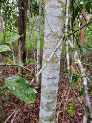 Guioa acutifolia