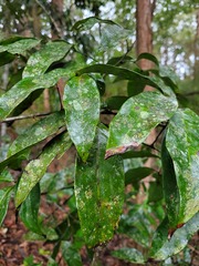 Guioa acutifolia