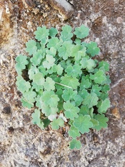 Bowlesia lobata