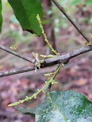 Guioa acutifolia