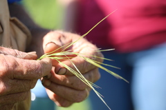 Nassella leucotricha