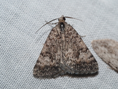 Dichromodes anelictis