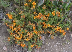 Pultenaea subspicata
