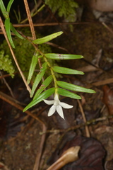 Glomera macdonaldii
