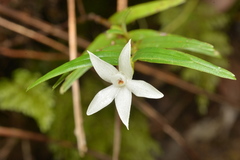 Glomera macdonaldii