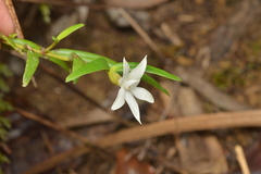 Glomera macdonaldii