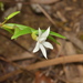 Glomera macdonaldii - Photo (c) Pierre-Louis Stenger, some rights reserved (CC BY-NC), uploaded by Pierre-Louis Stenger