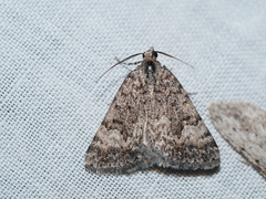 Dichromodes anelictis