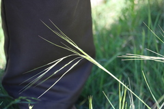 Nassella leucotricha