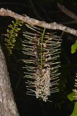 Virotia