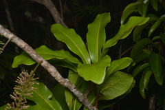 Virotia