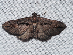 Chrysolarentia plagiocausta