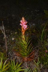 Dracophyllum ouaiemense