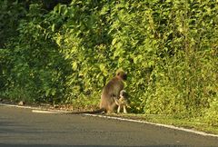 Semnopithecus hypoleucos