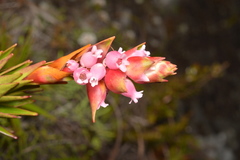 Dracophyllum ouaiemense