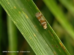 Lophopinae