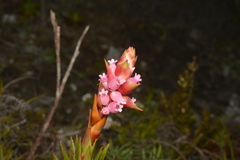 Dracophyllum ouaiemense