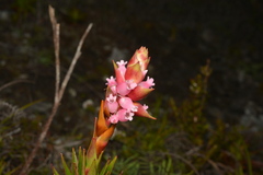 Dracophyllum ouaiemense