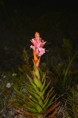 Dracophyllum ouaiemense
