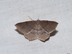 Rhinodia