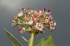 Calotropis procera