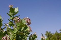 Calotropis procera