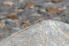 Pseudotrapelus jensvindumi