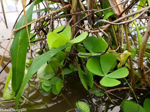 Marsilea villosa observed 2022-01-02