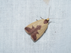 Heliocausta oecophorella