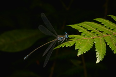 Caledopteryx sarasini