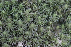 Leucobryum juniperoideum