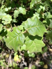 Chorilaena quercifolia