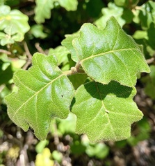 Chorilaena quercifolia