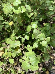 Chorilaena quercifolia