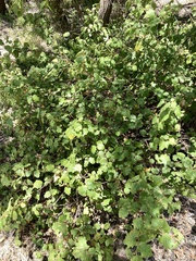 Chorilaena quercifolia