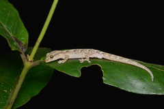 Bavayia
